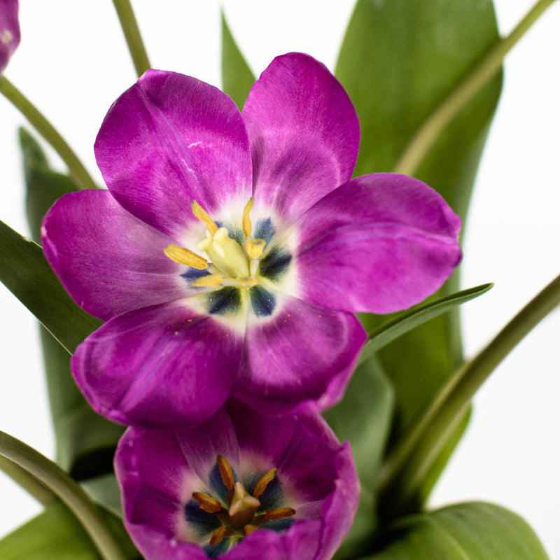 Prince Purple Tulips Wholesale Flower Up close