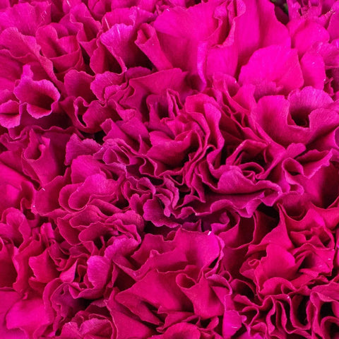 Purpleberry Carnation Flowers Up Close