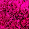 Purpleberry Carnation Bulk Flower