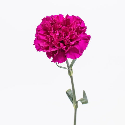 Purpleberry Carnation Flower Single Stem