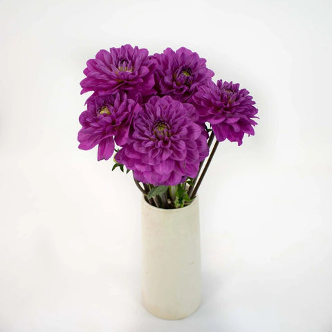 Purpleberry Dahlia Flower Bunch in Vase