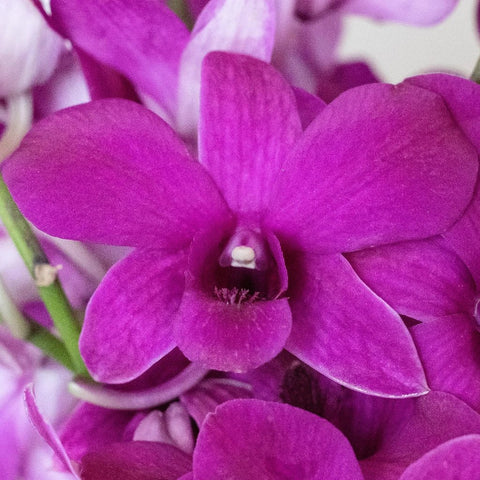 Orchids Purpleberry Wholesale Flower Up Close