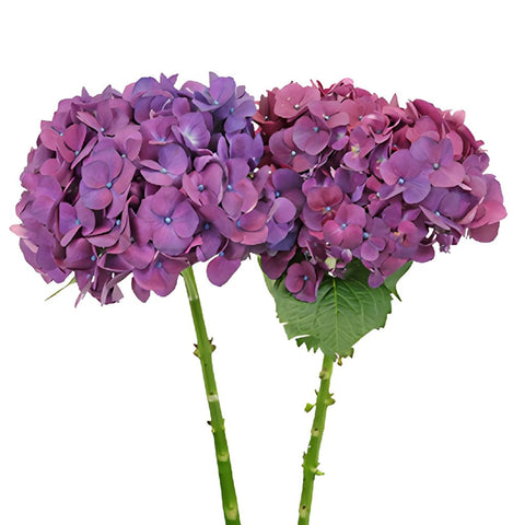 PurpleBerry Hydrangea Flower Stem View