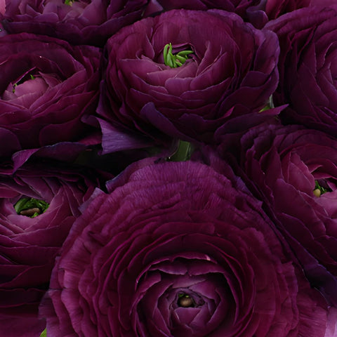Purpleberry Italian Cloony Ranunculus Wholesale Flower Upclose