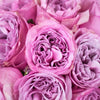 Berry Lace Wedding Garden Rose