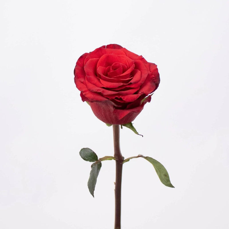 Radiant Red Rose Stem