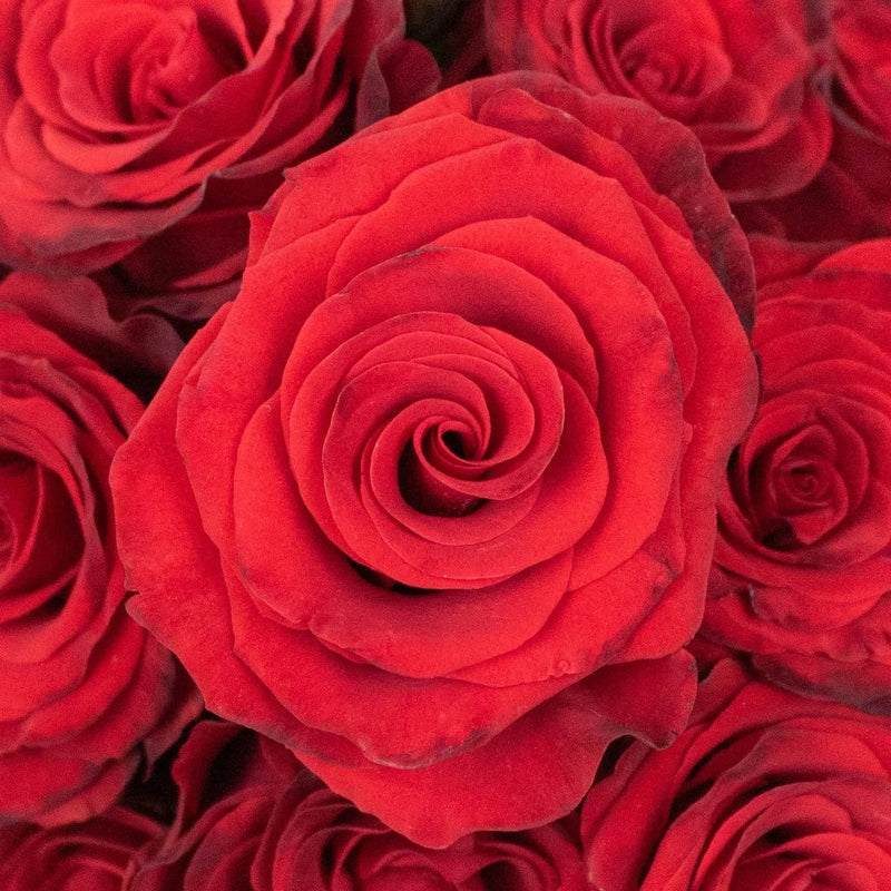 Radiant Red Roses Up Close