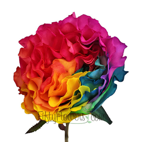 Rainbow Ruffles Garden Rose Stem