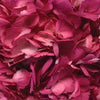 Raspberry Pink Airbrushed Hydrangea