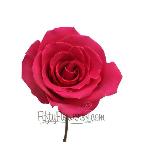 Ravel Hot Pink Rose Stem