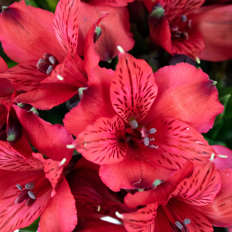 Red Alstroemeria Wholesale Flower Up close
