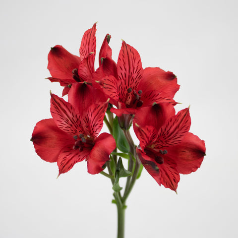 Red Alstroemeria Flower Stem