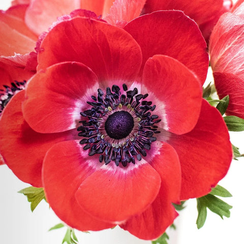 Red Anemone Wholesale Flower Upclose