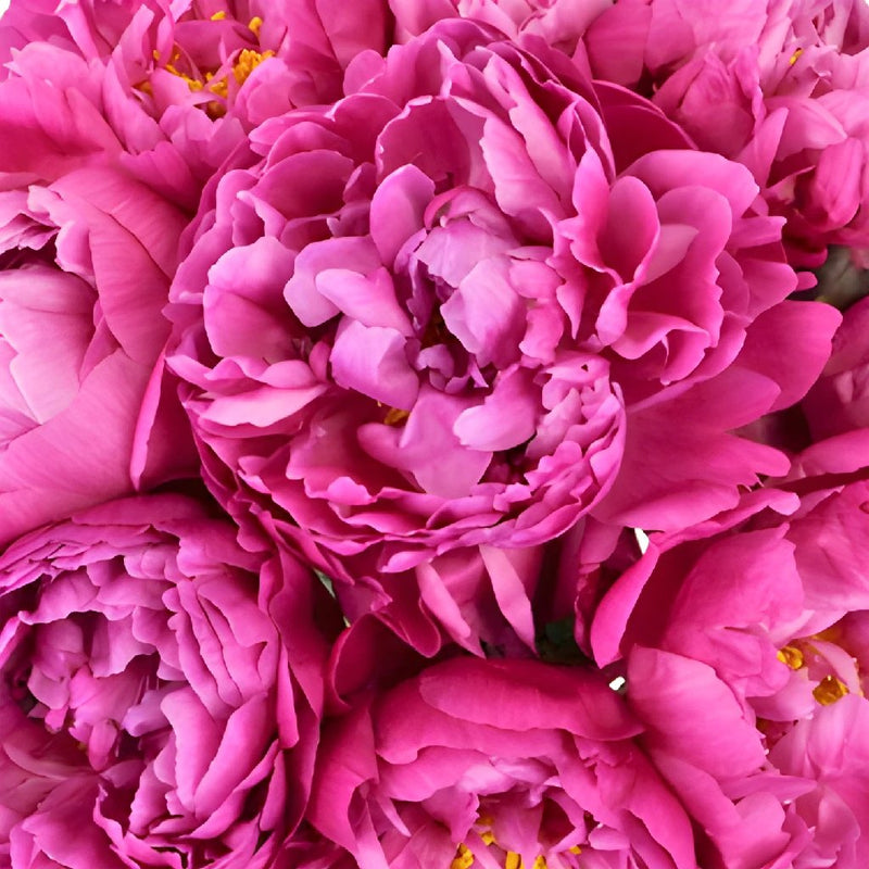 Red Bernhardt Hot Pink Peony in a vase