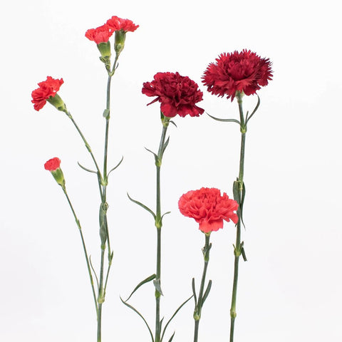Red and Burgundy Flower Stem