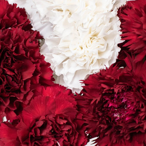 Red and White Fresh Carnations, Bulk Flowers