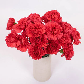 Buy Wholesale Red Carnation Flowers in Bulk - FiftyFlowers