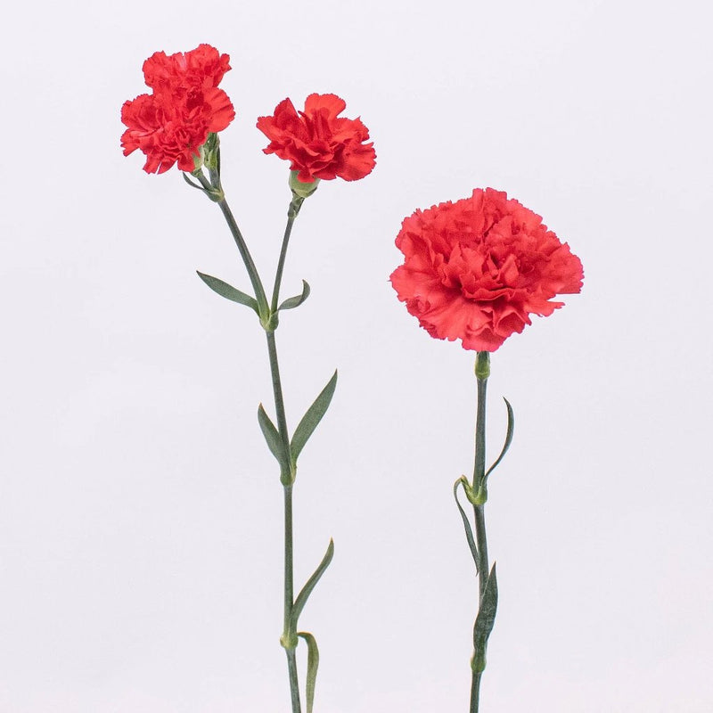 Red Carnation Flower Stem