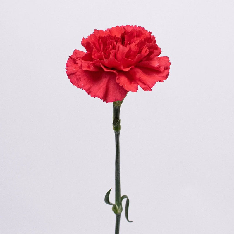 Red Carnation Flower Single Stem