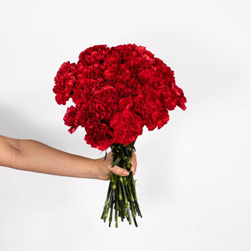 Red Carnations Flower in Hand