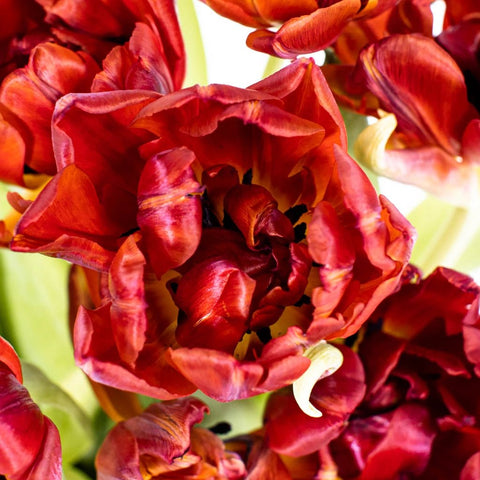 Red Princess Double Tulip Wholesale Flower Up close