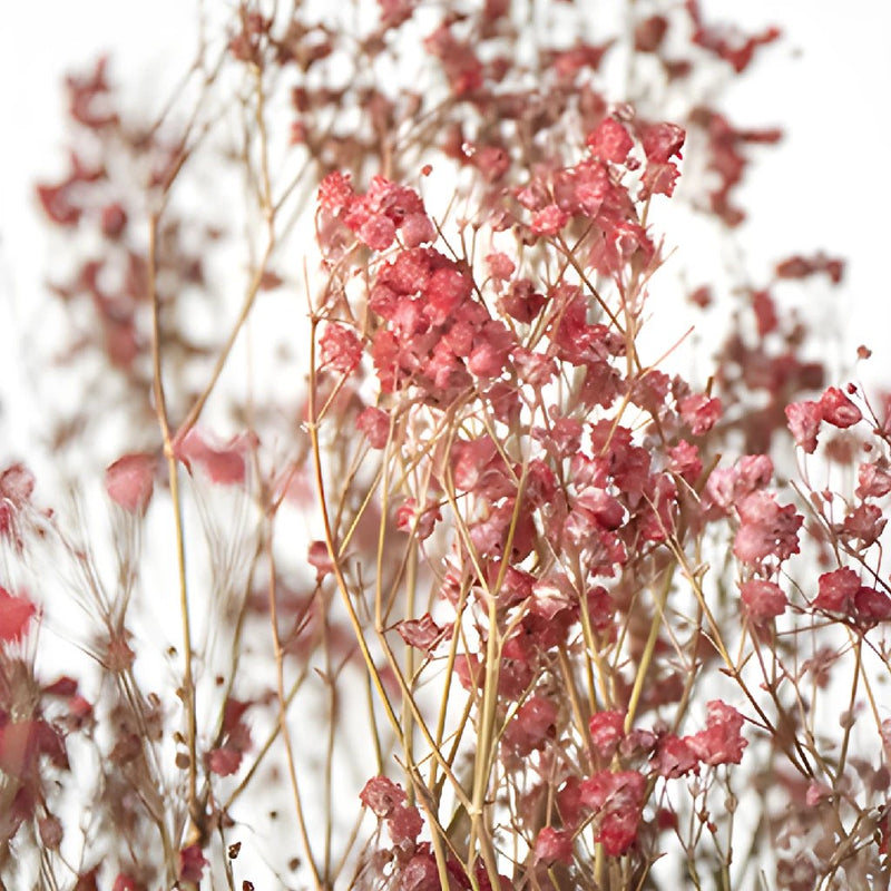 Dried Baby's Breath Red Flower