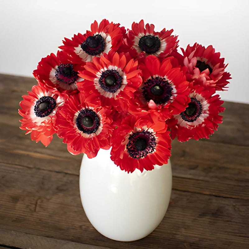 Red Full Star Anemone Wholesale Flower In a vase