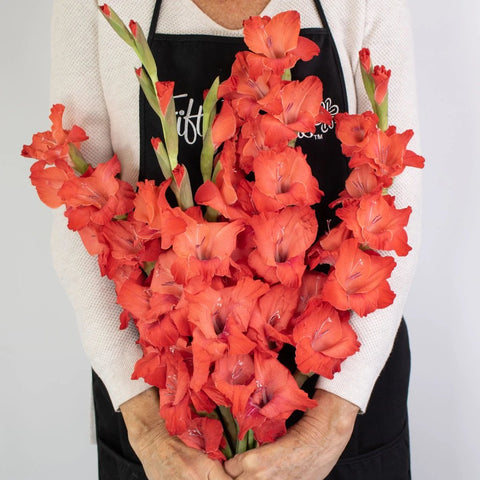 Red Gladiolus Flower Bunch in Hand
