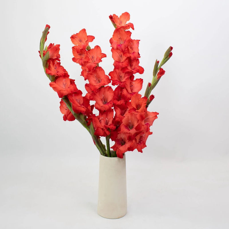 Red Gladiolus Flower Bunch in Vase