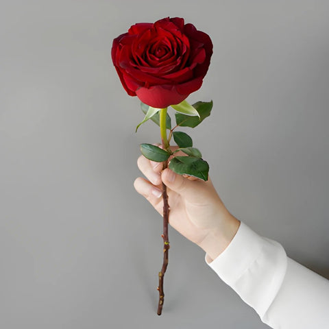 Red Heart Garden Rose Stem