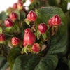 Red Hypericum Berries Flower