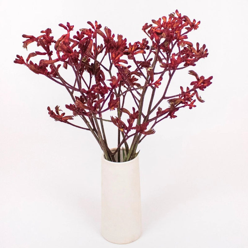 Red Kangaroo Paw Flower Bunch in Vase