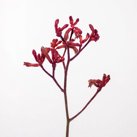 Red Kangaroo Paw Flower Stem
