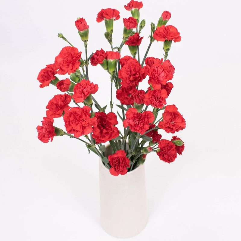 Red Mini Carnation Flower Bunch in Hand