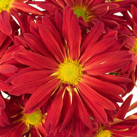 Red Mum Flower Up Close