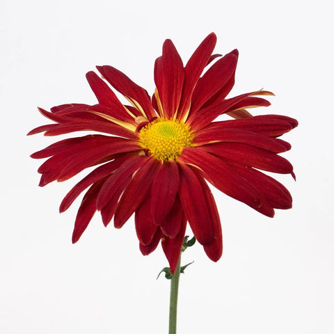 Red Rover Mums Wholesale Mums ᐉ buy bulk mums in FiftyFlowers
