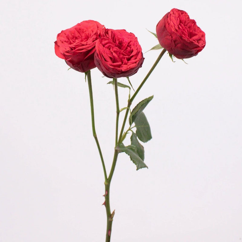 Red Piano Garden Roses Stem