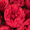 Garden Rose Raspberry Red