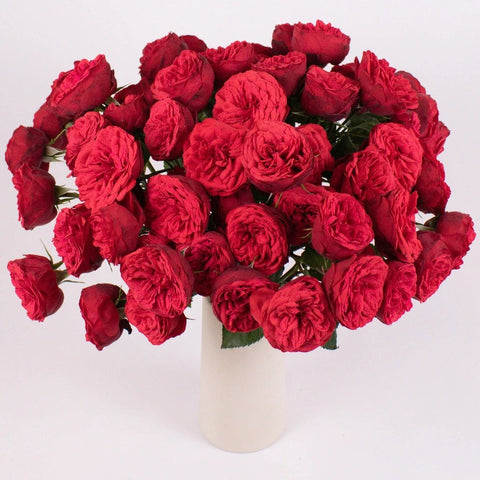 Red Piano Garden Roses in Vase