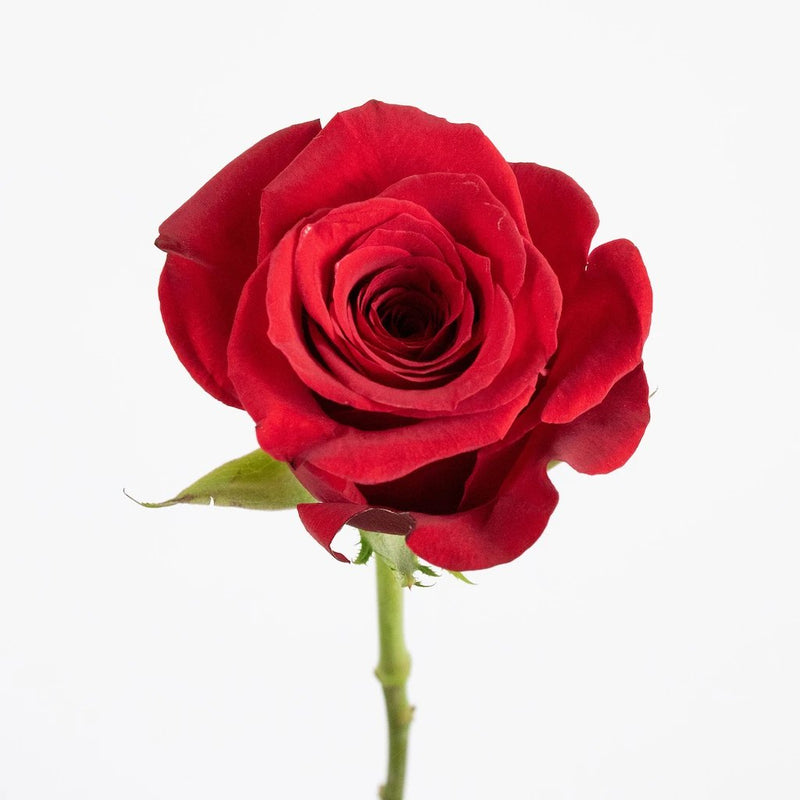 Red Rose Flower Stem