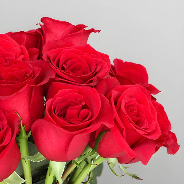 Rose Petals | Valentine's Day 50% Off