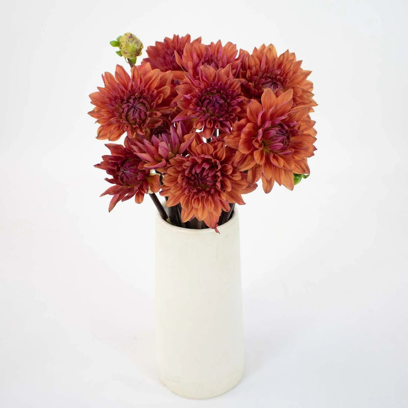 Red Sangria Dahlia Flower Bunch in Vase