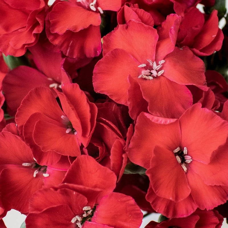 Red Solomio Wholesale Flowers Upclose