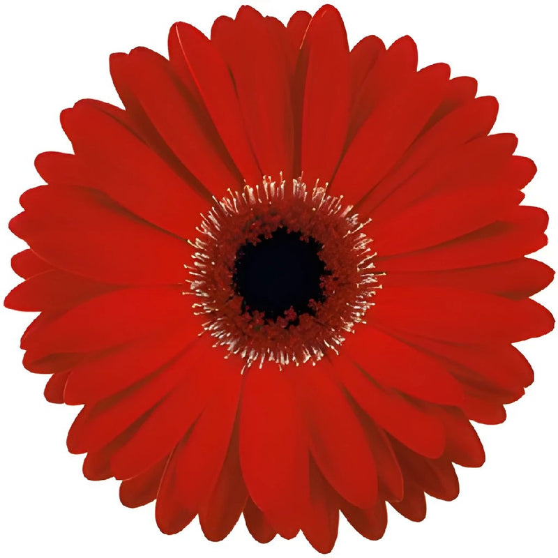 Gerbera Daisy Red Standard Blooms Wholesale Flower Up close