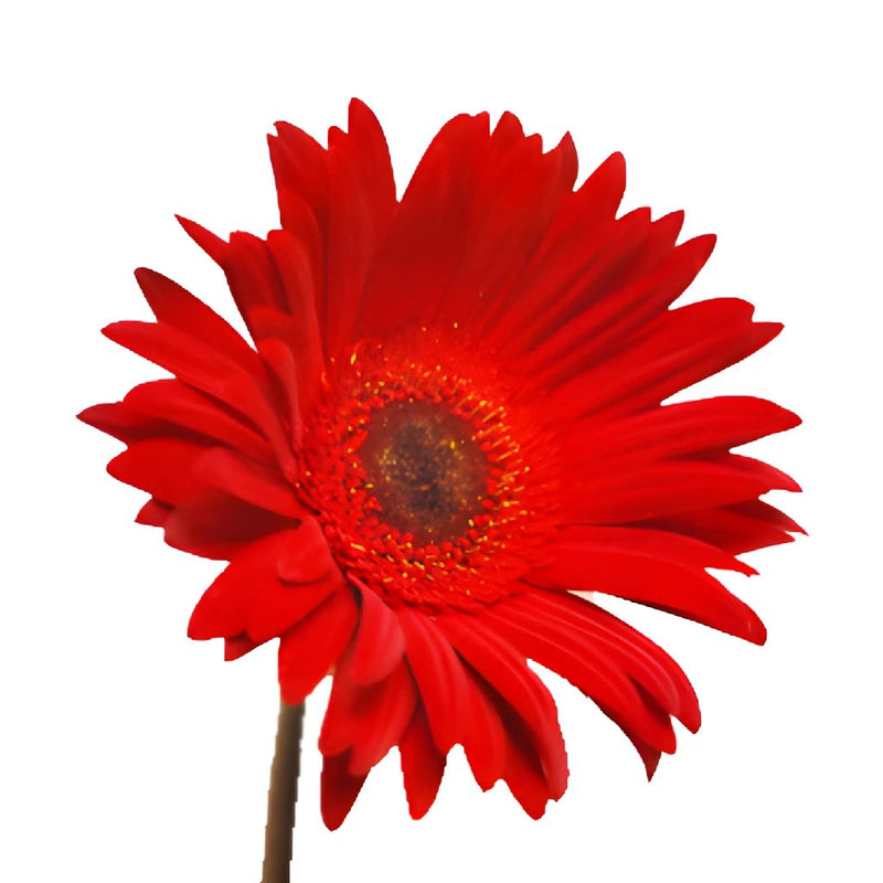 Gerbera Daisy Red Tinted Black Center Wholesale Flower Up close