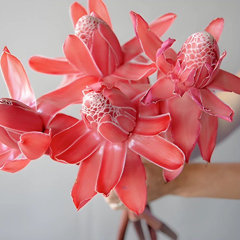 Salmon Red Torch Ginger Tropical Flowers
