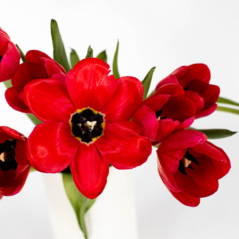 Il de France Red Tulips Wholesale Flower Bunch