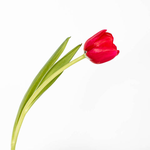 Red Tulip Flower Stem