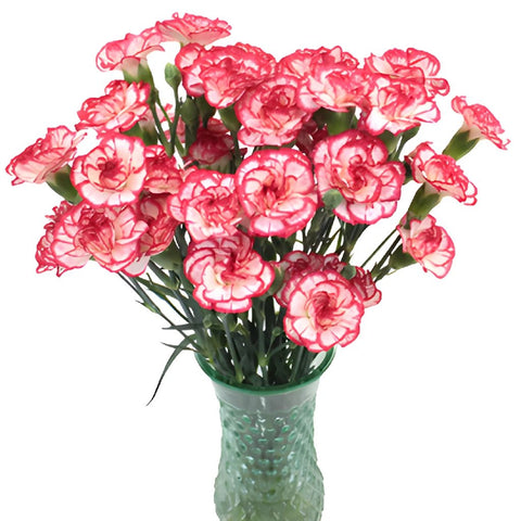 Red Twist Carnation Flowers In a vase