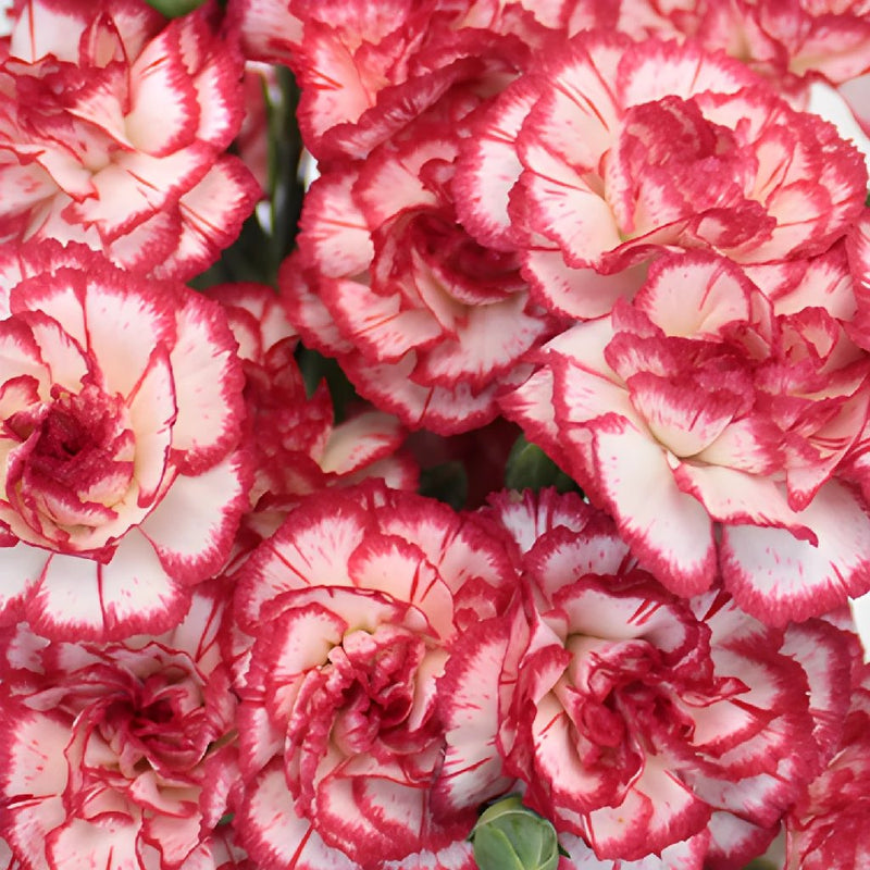 Red Twist Spray Wholesale Carnations Up close